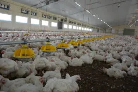 Des poulets dans un bâtiment
