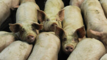 porcs charcutiers