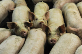 porcs charcutiers