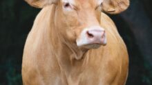 Une vache limousine