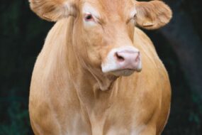 Une vache limousine