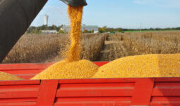 Zoom sur une remorque d'ensilage