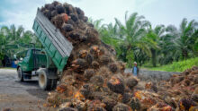 Récolte des fruits destinés à la production d'huile de palme dans une plantation indonésienne.
