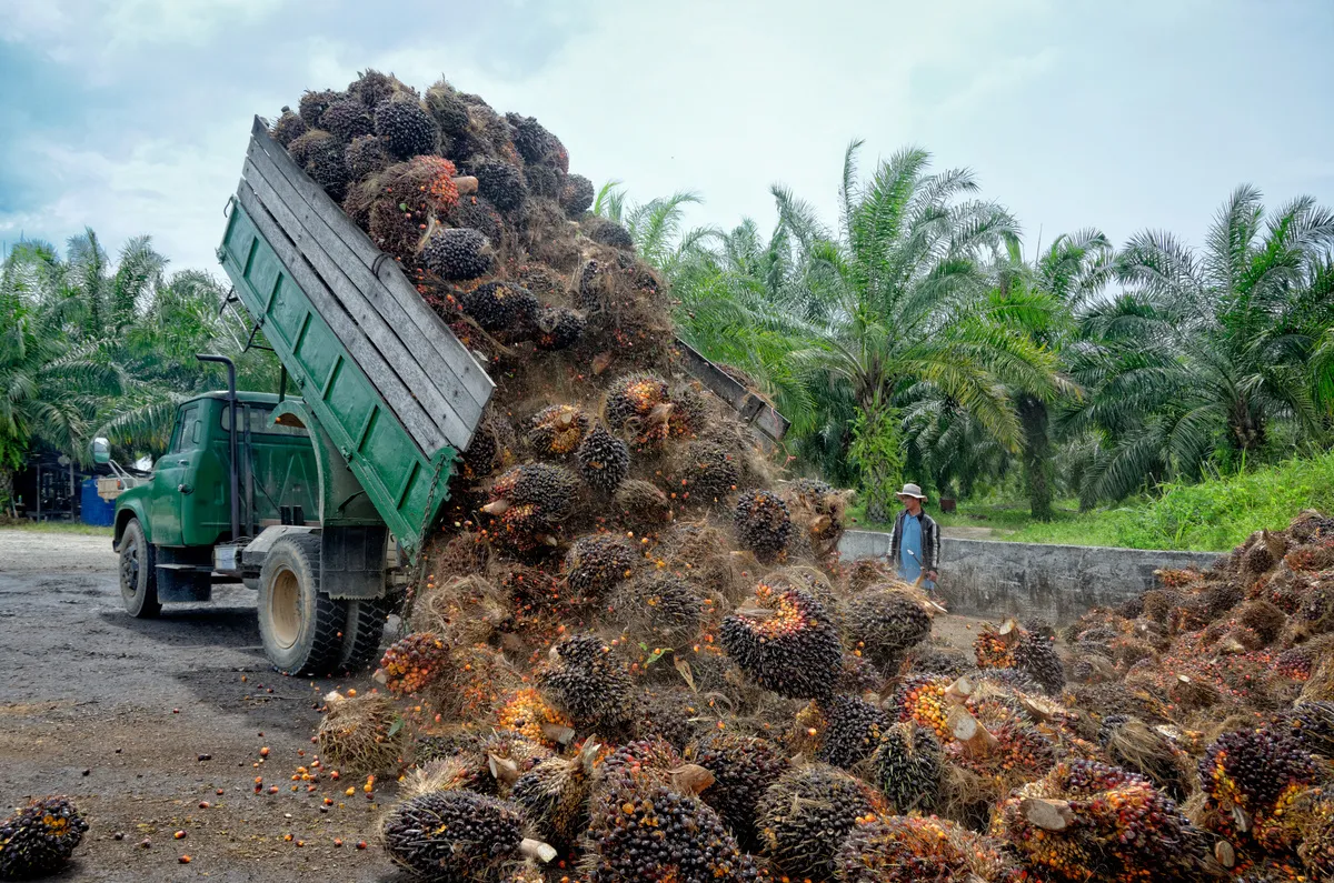 Récolte des fruits destinés à la production d'huile de palme dans une plantation indonésienne. - Illustration Huile de palme : la fin d’une succes story ?
