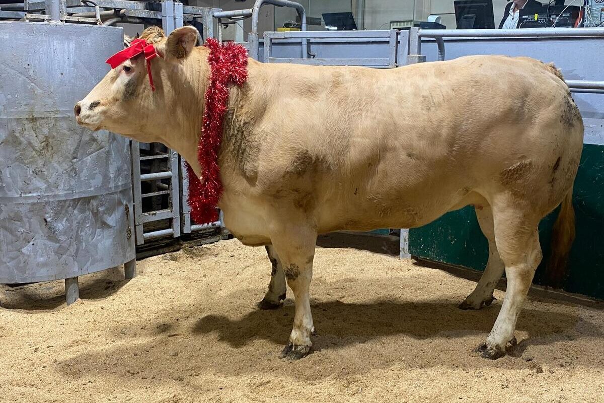 une génisse Blonde  d'Aquitaine de 1 058 kg sacrée Bovin de Noël avec une guirlande autour du cou - Illustration Prix inédits au Festival de la viande