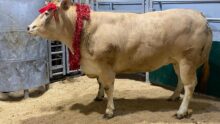 une génisse Blonde  d'Aquitaine de 1 058 kg sacrée Bovin de Noël avec une guirlande autour du cou