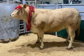 une génisse Blonde  d'Aquitaine de 1 058 kg sacrée Bovin de Noël avec une guirlande autour du cou