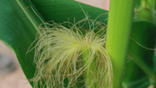Un plant de maïs