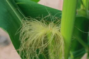 Un plant de maïs