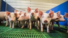 Des porcelets sur caillebotis plastiques
