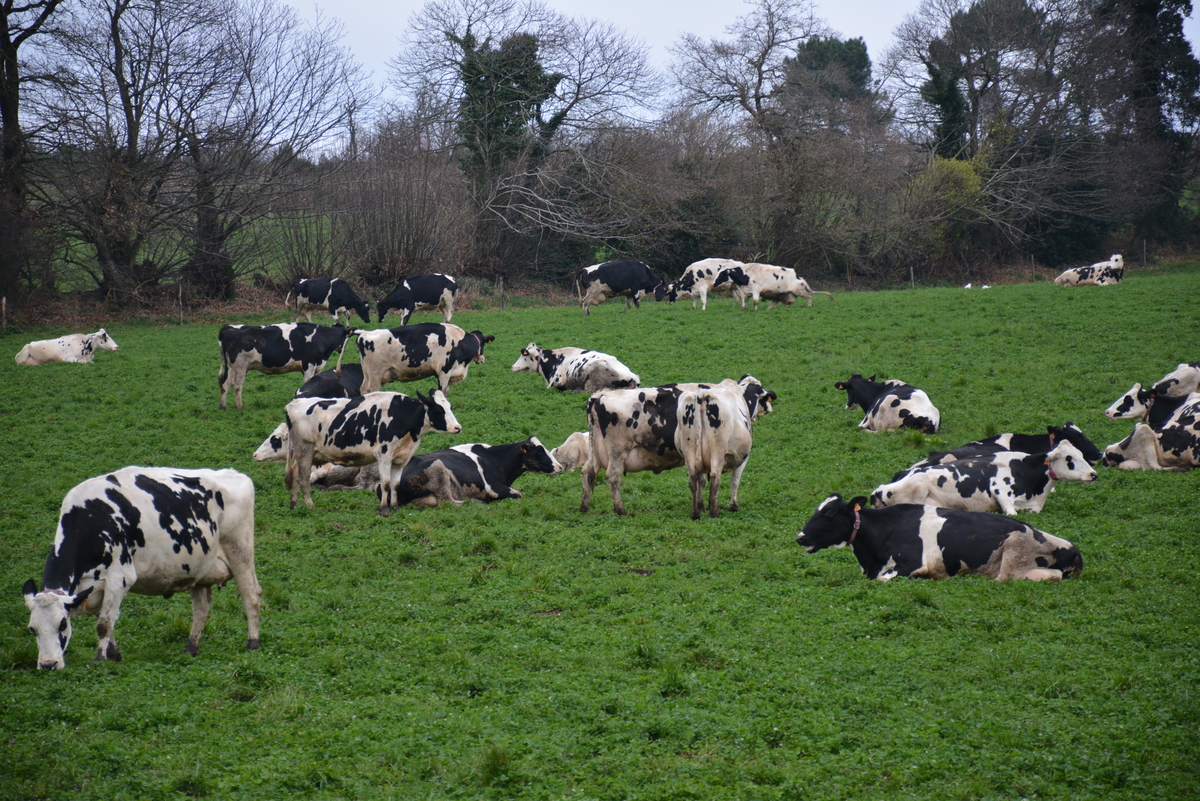 troupeau de vaches