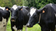 vaches au champ
