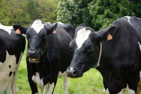 vaches au champ