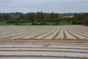Maïs plastique dans une parcelle à Sevignac.