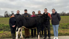 Sept jeunes autour d'une génisse de race Prim'Holstein