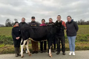Sept jeunes autour d'une génisse de race Prim'Holstein