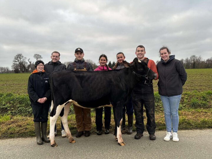 Sept jeunes autour d'une génisse de race Prim'Holstein