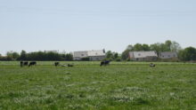 Une prairie avec des vaches et des bâtiment dans le fond