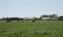 Une prairie avec des vaches et des bâtiment dans le fond