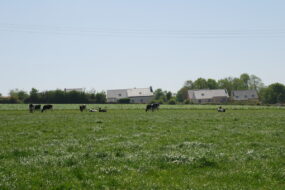 Une prairie avec des vaches et des bâtiment dans le fond