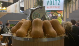 Des butternut au Sival