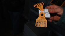 Une boucle d'identification électronique pour bovin