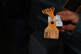 Une boucle d'identification électronique pour bovin
