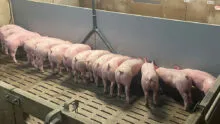 Porcelets dans une porcherie