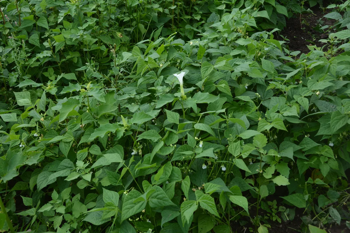 Datura dans une parcelle de haricot - Illustration Les semences de datura sont détruites