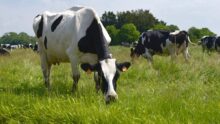 2 vaches dans un champ