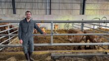 Un éleveur dans un bâtiment, devant ses veaux de race Blonde d'Aquitaine