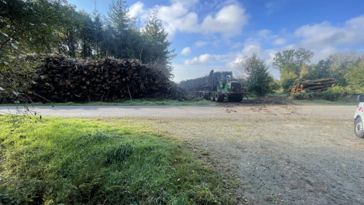Un chantier de récolte de bois