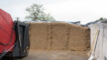 Le front d'attaque d'un silo d'ensilage de maïs