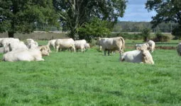 troupeau de vache à viande dans une prairie