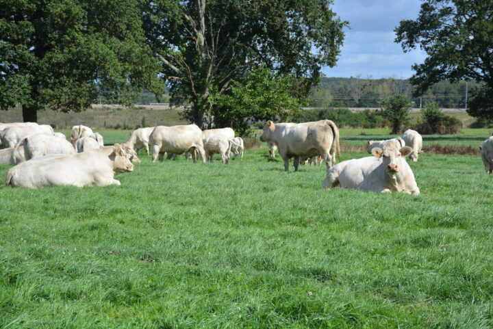 troupeau de vache à viande dans une prairie