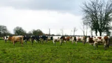 vaches laitières en pâturage hivernal