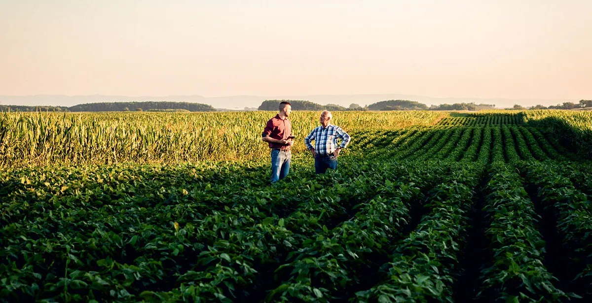 two farmers standing in a field examining soy crop. - Illustration ORCOM, partenaire stratégique des exploitants agricoles bretons