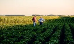 two farmers standing in a field examining soy crop.