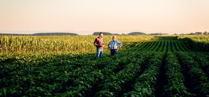 two farmers standing in a field examining soy crop.