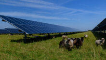 Des panneaux photovoltaïques dans un champ avec des moutons