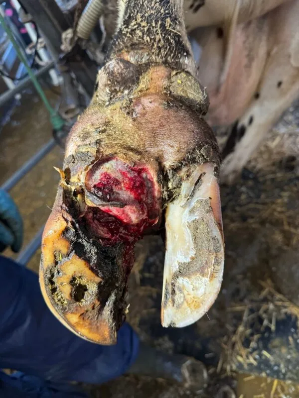 Un pied de vache atteint de lésions chroniques