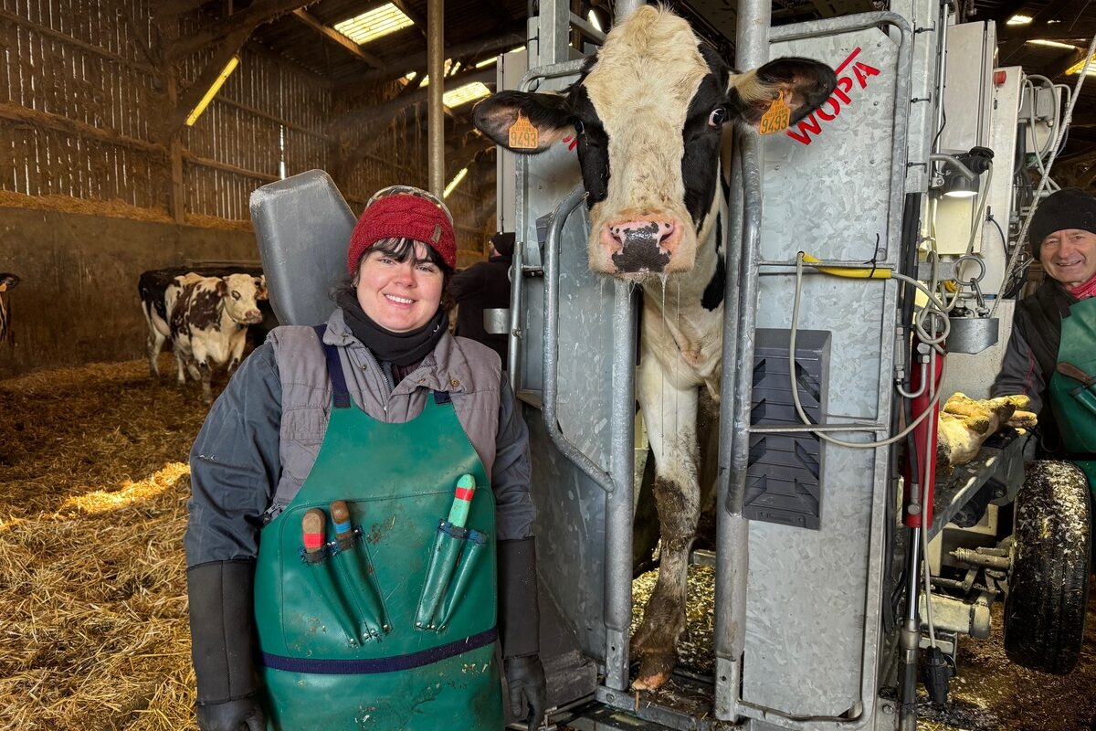 Une jeune femme en formation de pédicure pur bovins à côté d'une vache Prim'Holstein dans une cage de parage - Illustration De comptable à pédicure pour retrouver le terrain