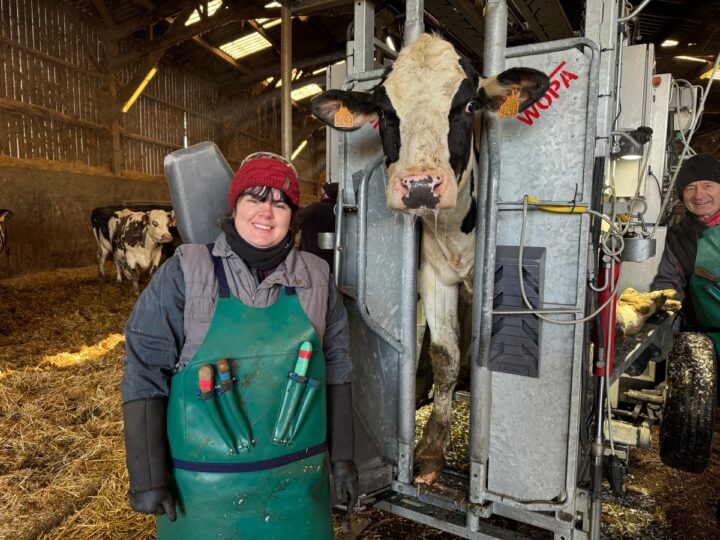 Une jeune femme en formation de pédicure pur bovins à côté d'une vache Prim'Holstein dans une cage de parage