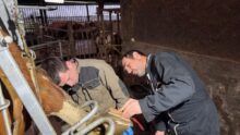 Un salarié d'élevage et un éleveur réalisent le parage du pied d'une vache