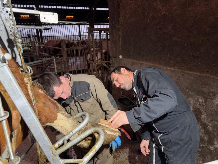 Un salarié d'élevage et un éleveur réalisent le parage du pied d'une vache