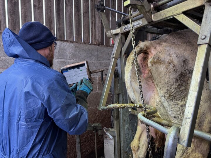 Un pédicure pour bovins en train d'enregistrer des données sur une tablette nunmérique derrière sa cage de parage.