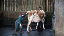 Une ostéopathe en train de maniupuler une jeune vache Red Holstein présentée par un jeune éleveur