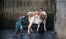 Une ostéopathe en train de maniupuler une jeune vache Red Holstein présentée par un jeune éleveur