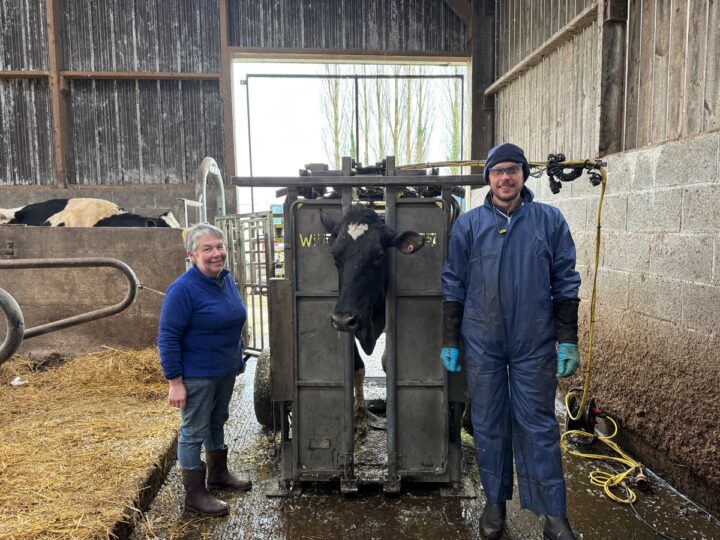 Une éleveuse et un pédicure pour bovins autour d'une cage de parage contenant une vache Prim'Holstein