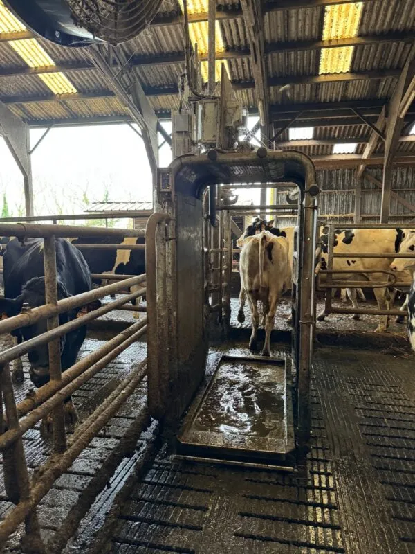 Un pédiluve dans un élevage laitier.